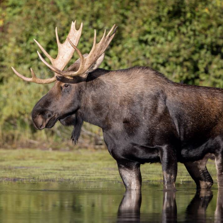 Chasse à l’orignal
