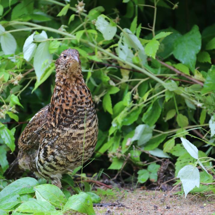 Chasse au petit gibier